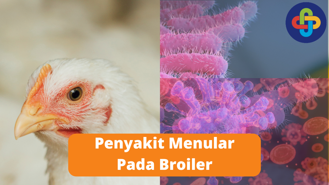 Inilah Penyakit Menular Pada Broiler Yang Wajib Diketahui Peternak